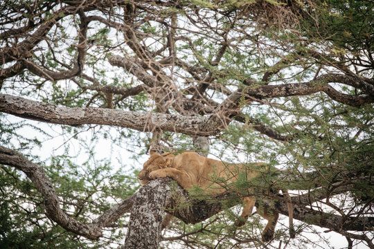 Lion Sleeps in tree