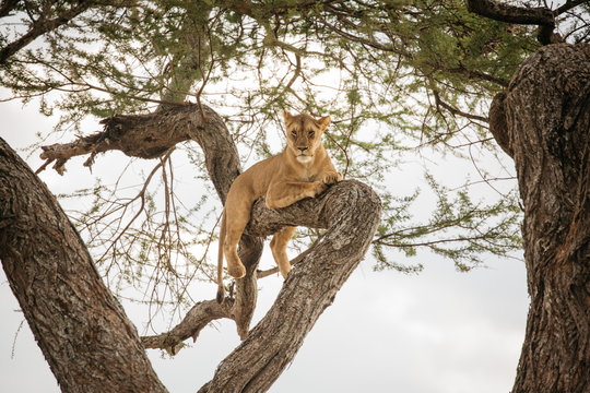 Lion Lioness on Safari in Tanzania 