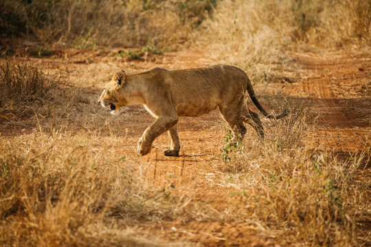 Lion Safari Tanzania 