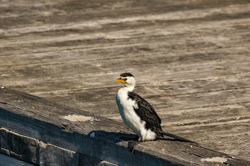 Cormorant on Pier Alert