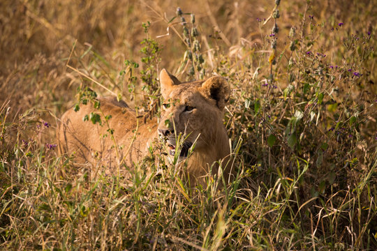 Lion on Safari 