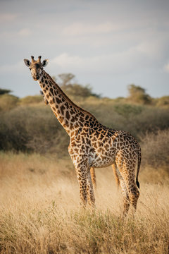 Giraffe on Safari 