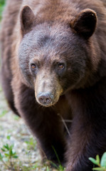 Fototapeta na wymiar Wild black bear in the Rocky Mountains