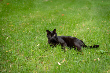Black cat laying on a green grassy lawn.