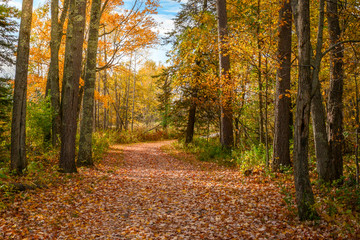 beautiful fall leaf line path in woods 