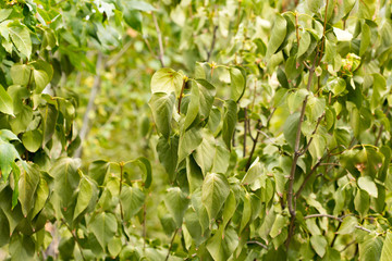green leaves on the tree