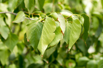 Obraz premium leaves close-up