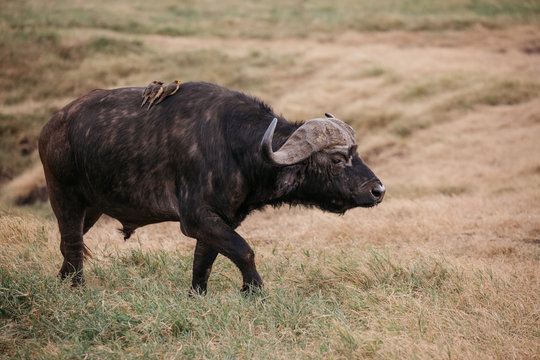 Buffalo on safari 