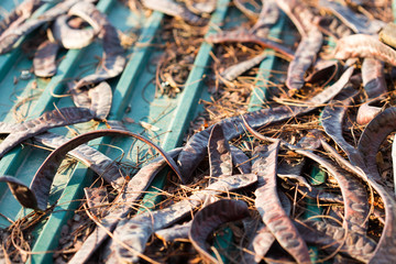 Acacia honey locust fruit on a metal roof