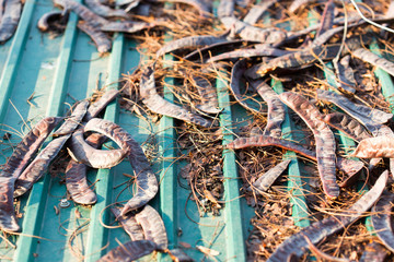 Acacia honey locust fruit on a metal roof