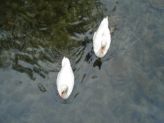 Pair of swans swimming in Prague. Top view © serjunco
