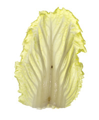 cabbage leaves for salad on a white background