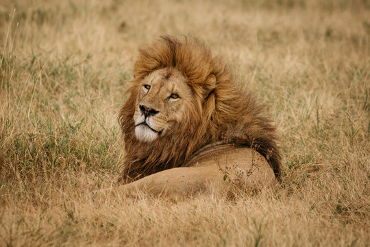 Lion on Safari Tanzania 