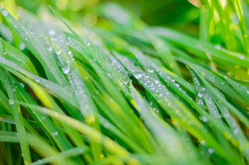 Fresh green grass with dew drops closeup. Nature Background