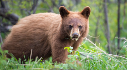Fototapeta premium Wild black bear in the Rocky Mountains