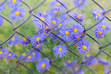 closeup blue flowers on background of old rusty wire mesh fence