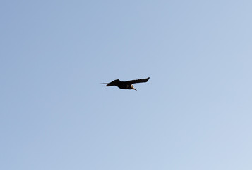 Obraz premium one bird crow in the sky