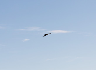 one bird crow in the sky