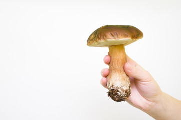 Hand Holding Big Fresh Forest Mushroom On White Background