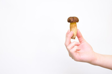 Hand Holding ittle Fresh Forest Mushroom On White Background