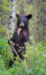 Wild black bear in the Rocky Mountains