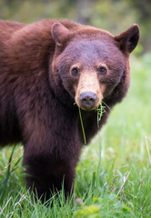 Obraz na płótnie Canvas Wild black bear in the Rocky Mountains