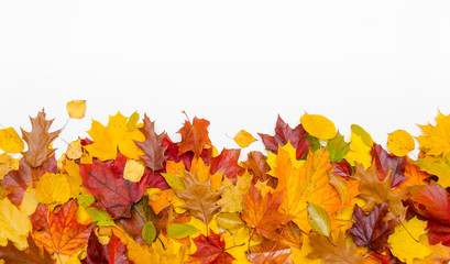Autumn Thanksgiving leaves on a white background