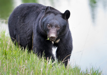 Fototapeta premium Wild black bear in the Rocky Mountains