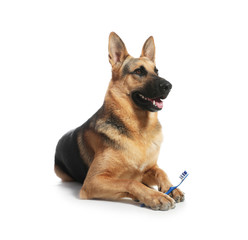 Cute German shepherd dog with toothbrush on white background. Pet care