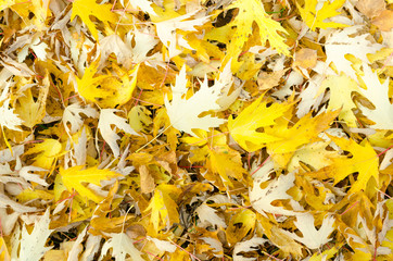 top view close up beautiful bright photo of yellow leafs fallen on green fresh grass on sunny autumn day