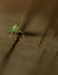 Neolygus viridus myrid bug