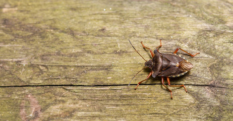 Red-Legged Shieldbug - Pentatoma rufipes