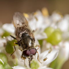 Cheilosia caerulescens hoverfly