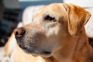 portrait of golden retriever