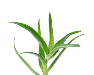 Aloe vera with green leaves on white background