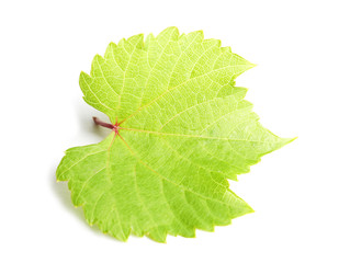 Fresh green grape leaf on white background