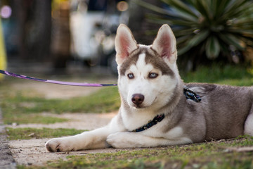 portrait of siberian husky