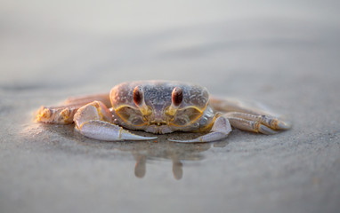 NC Ghost Crab