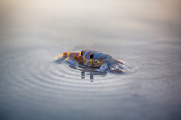 NC Ghost Crab