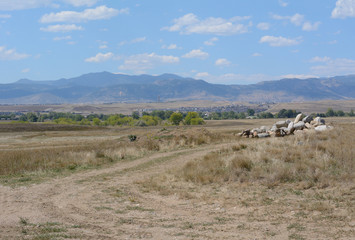 Fototapeta na wymiar Dirt path though dry Front Range Colorado landscape in Westminster Colorado looking west towards Rocky Mountain foothills