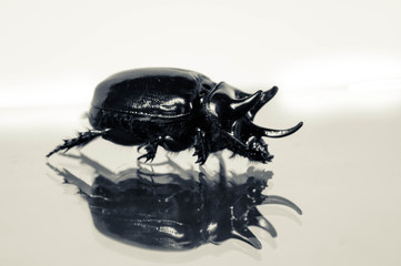 black beetle