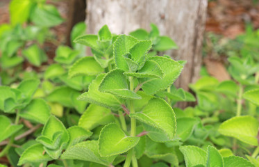 Kalanchoe pinnata plant.
