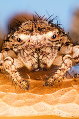 Common Crab Spider, Crab Spider, Spider, Xysticus cristatus