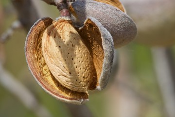 Vista de uma amêndoa ainda na árvore pronta a ser colhida.