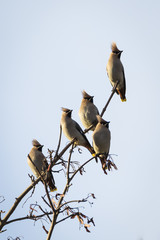 Waxwings on a twig in Peth Scotland