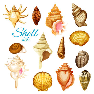 Cartoon seashell and sea mollusk animals
