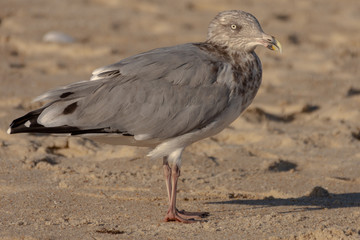 seagull on beach