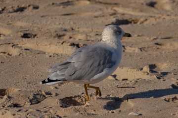 seagull on the beach