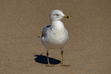 seagull on beach
