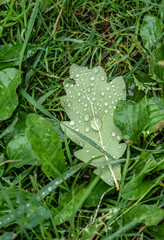 Fototapeta na wymiar Beautiful green leaf with drops of water